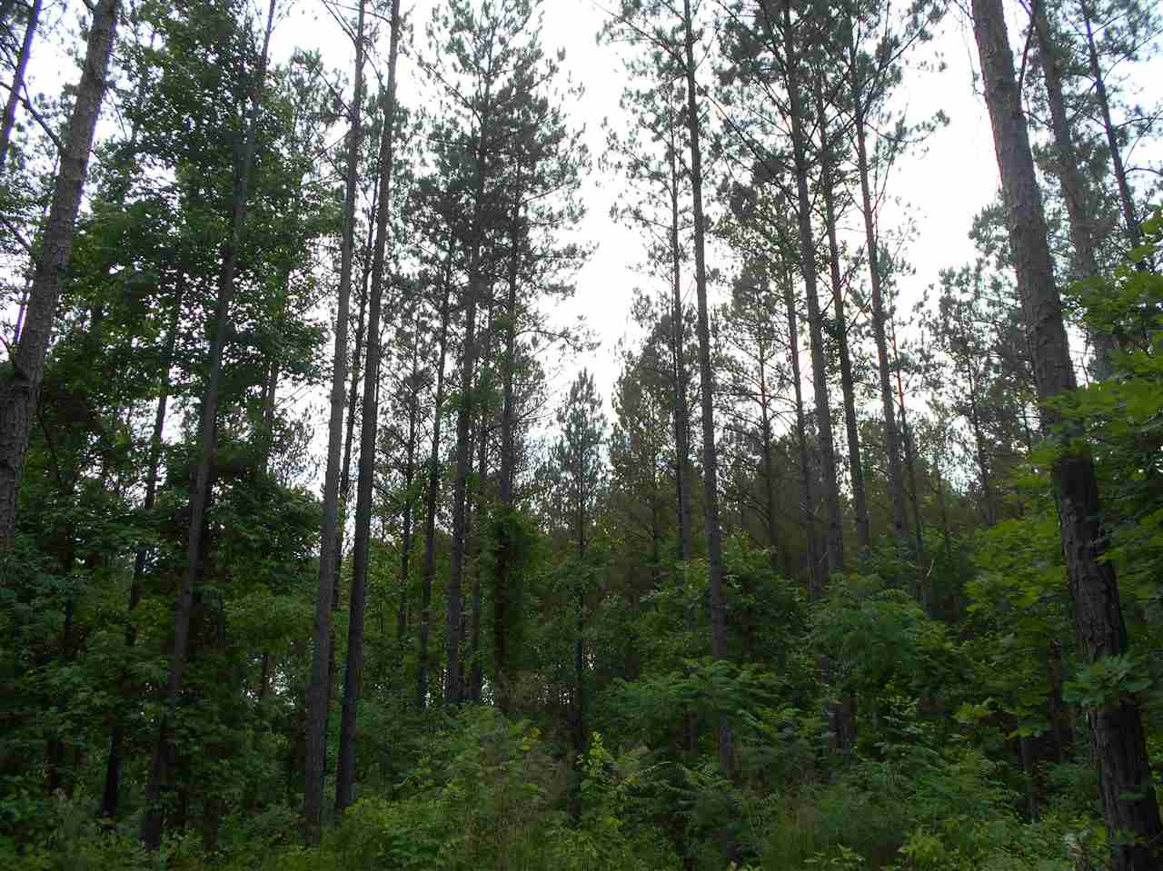 0 Hendrix Road Coffeeville, MS 38922 - Photo 4 of 29 Photo 4