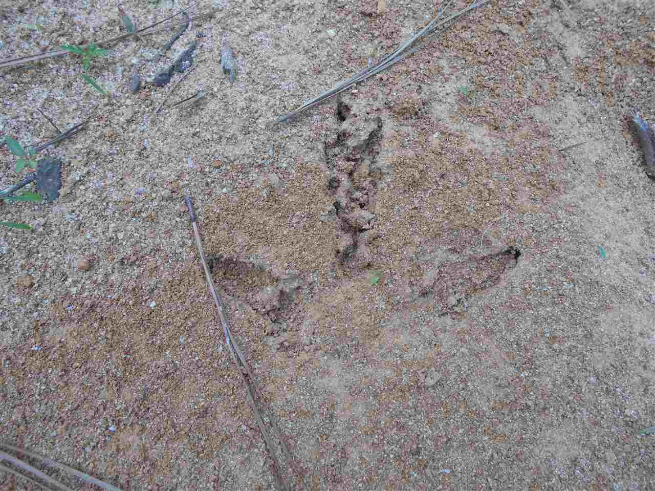0 Hendrix Road Coffeeville, MS 38922 - Photo 7 of 29 Photo 7