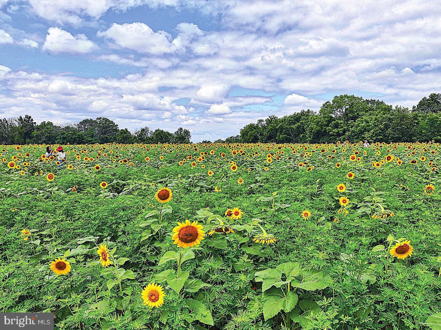 17628 Collier Circle Poolesville, MD 20837 - Photo 65 of 69 Yes, we have one of the biggest sunflower farms!