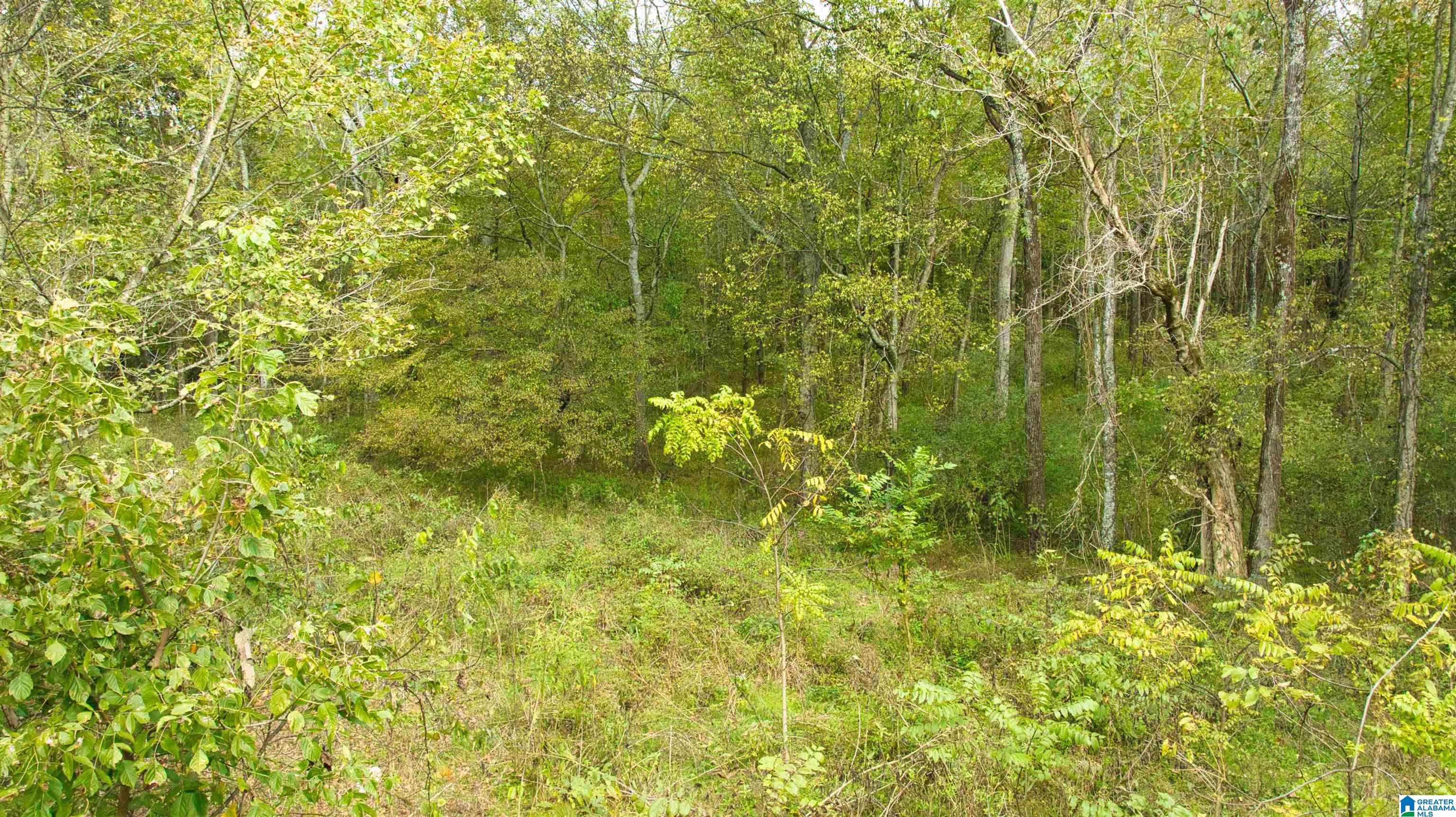 0 South Love Branch Road Toney, AL 35773 - Photo 14 of 26