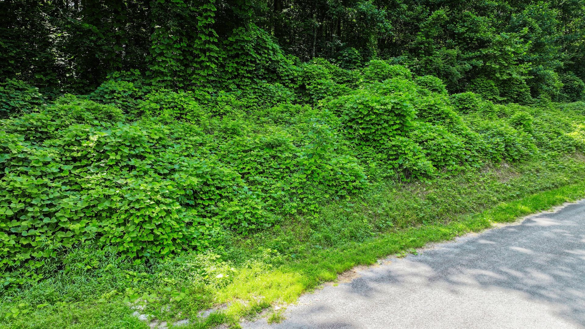 0 Davis Hollow Road Minor Hill, TN 38473 - Photo 6 of 23