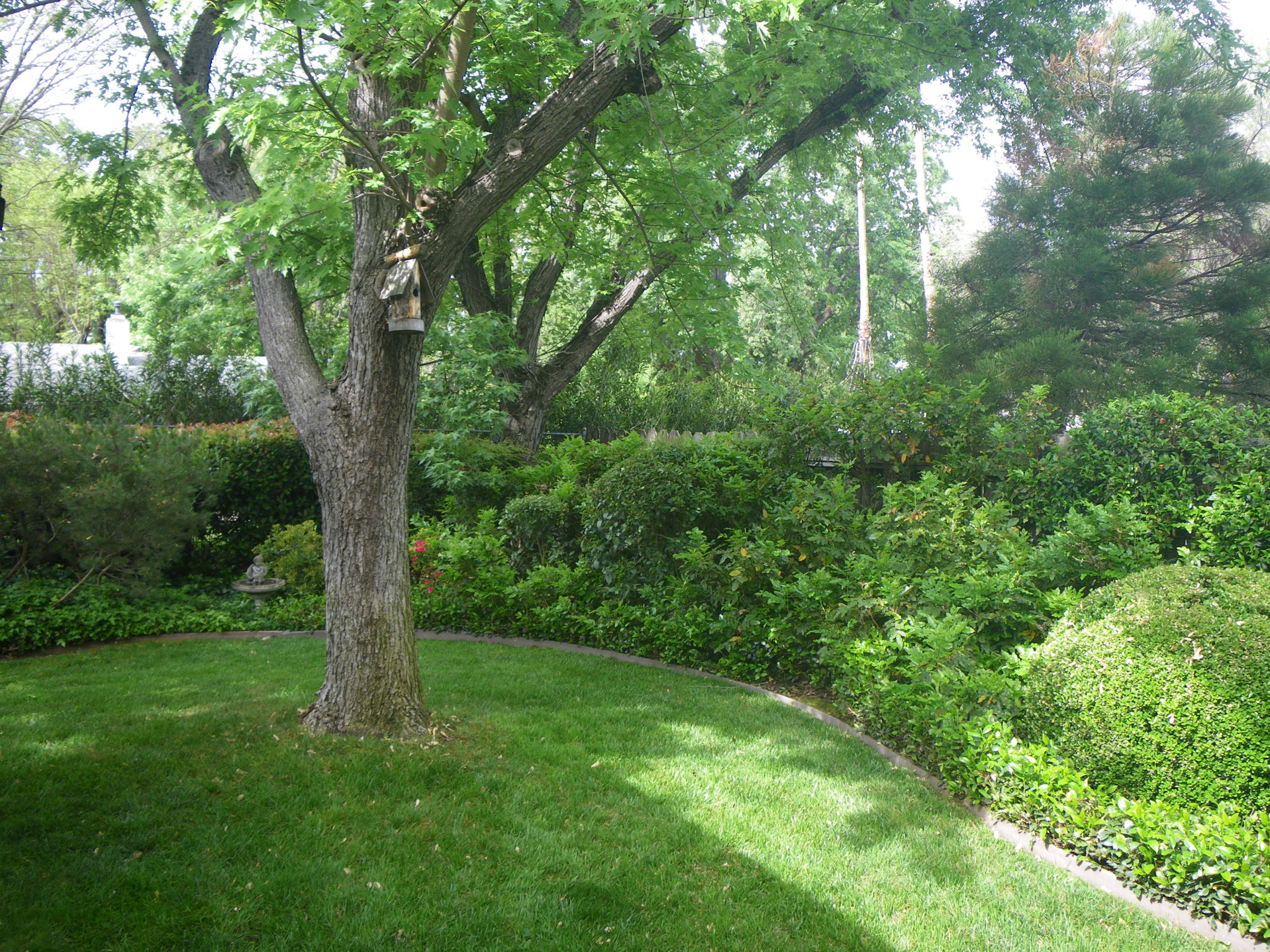 3490 Bardick Road Anderson, CA 96007 - Photo 19 of 20 Backyard 4