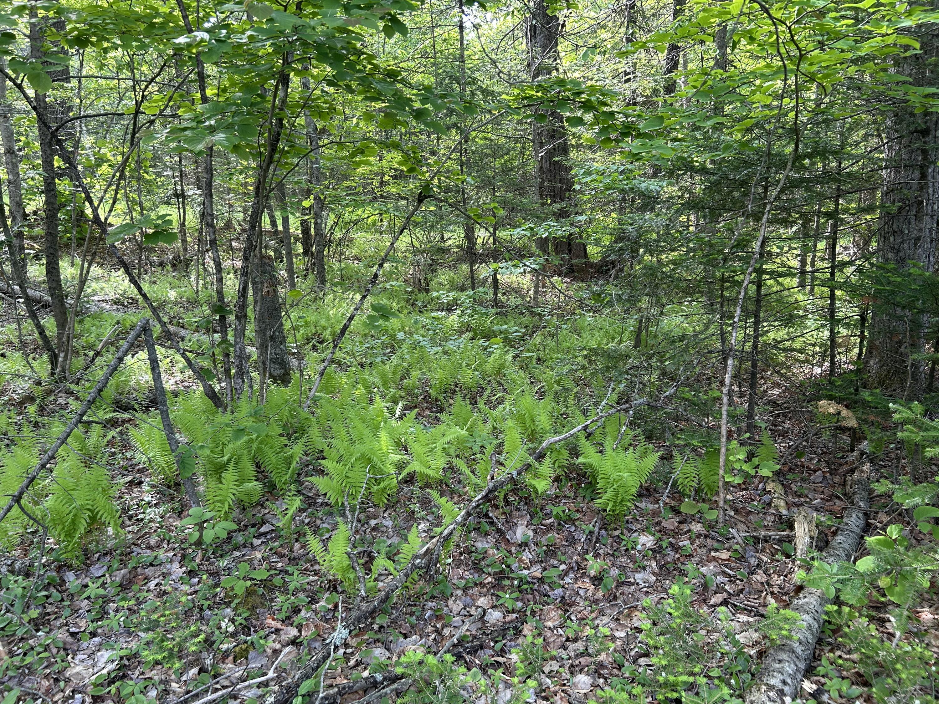 M5-l16 Clark Road Prospect, ME 04981 - Photo 25 of 45 IMG_8781
