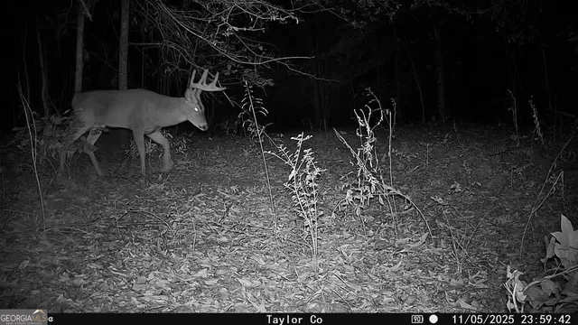 $213,750 | 1 Americus Highway, Rupert, GA 31081