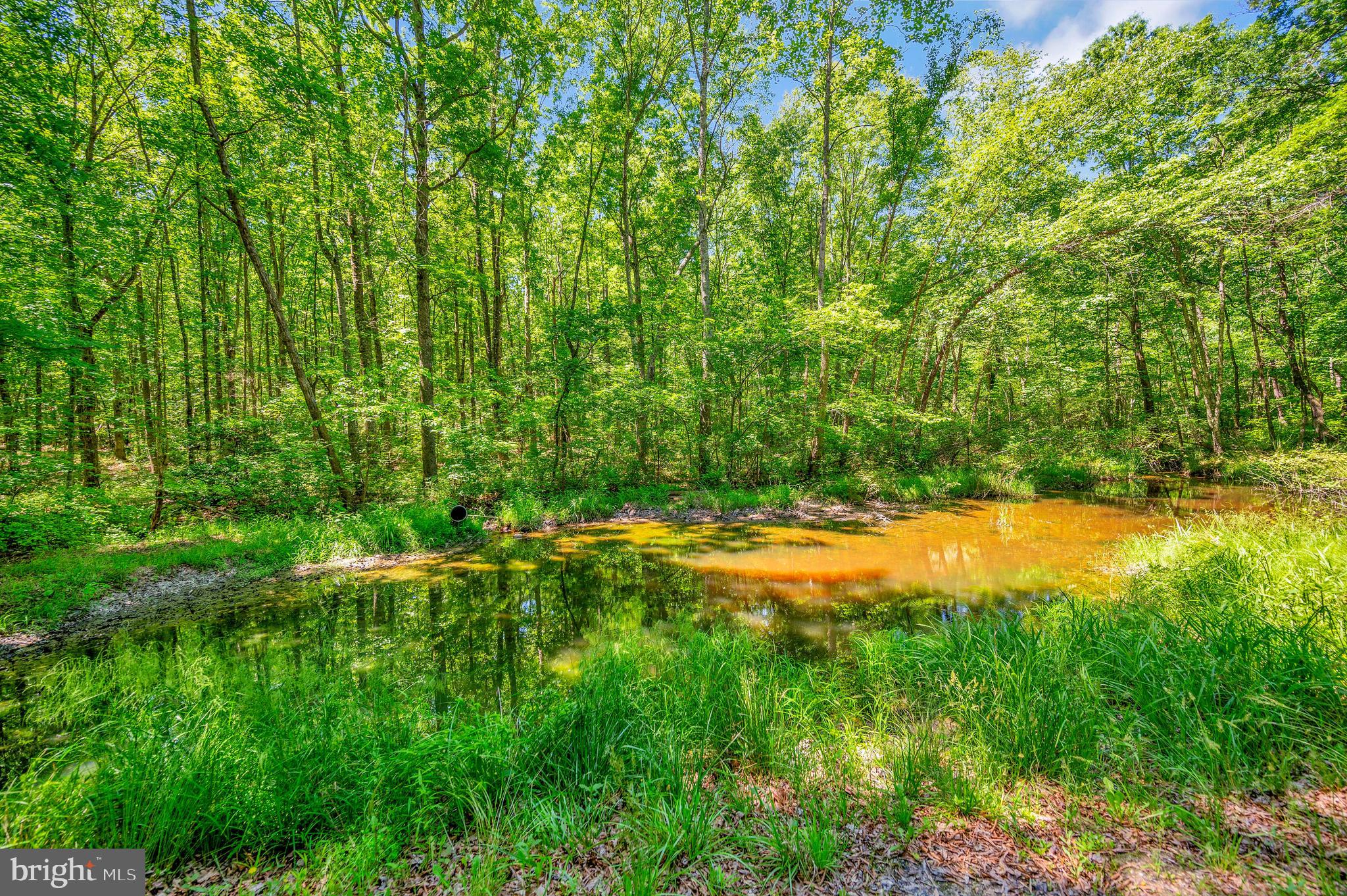 34134 Parker Road Locust Grove, VA 22508 - Photo 38 of 48 Pond located at back of property