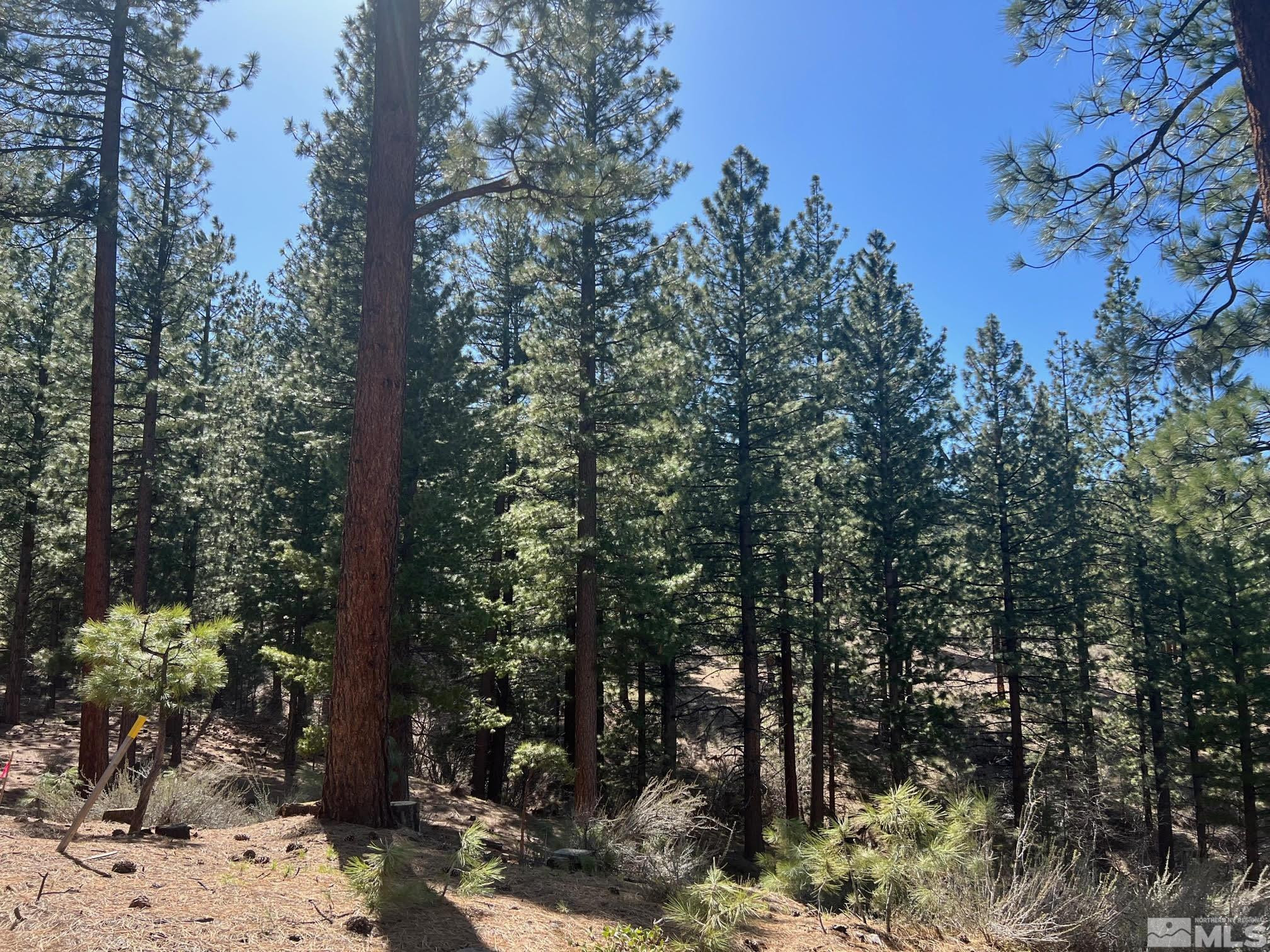 140 Walton Toll Road, Unit 179 Carson City, NV 89705 - Photo 2 of 39 a view of a tree in a yard