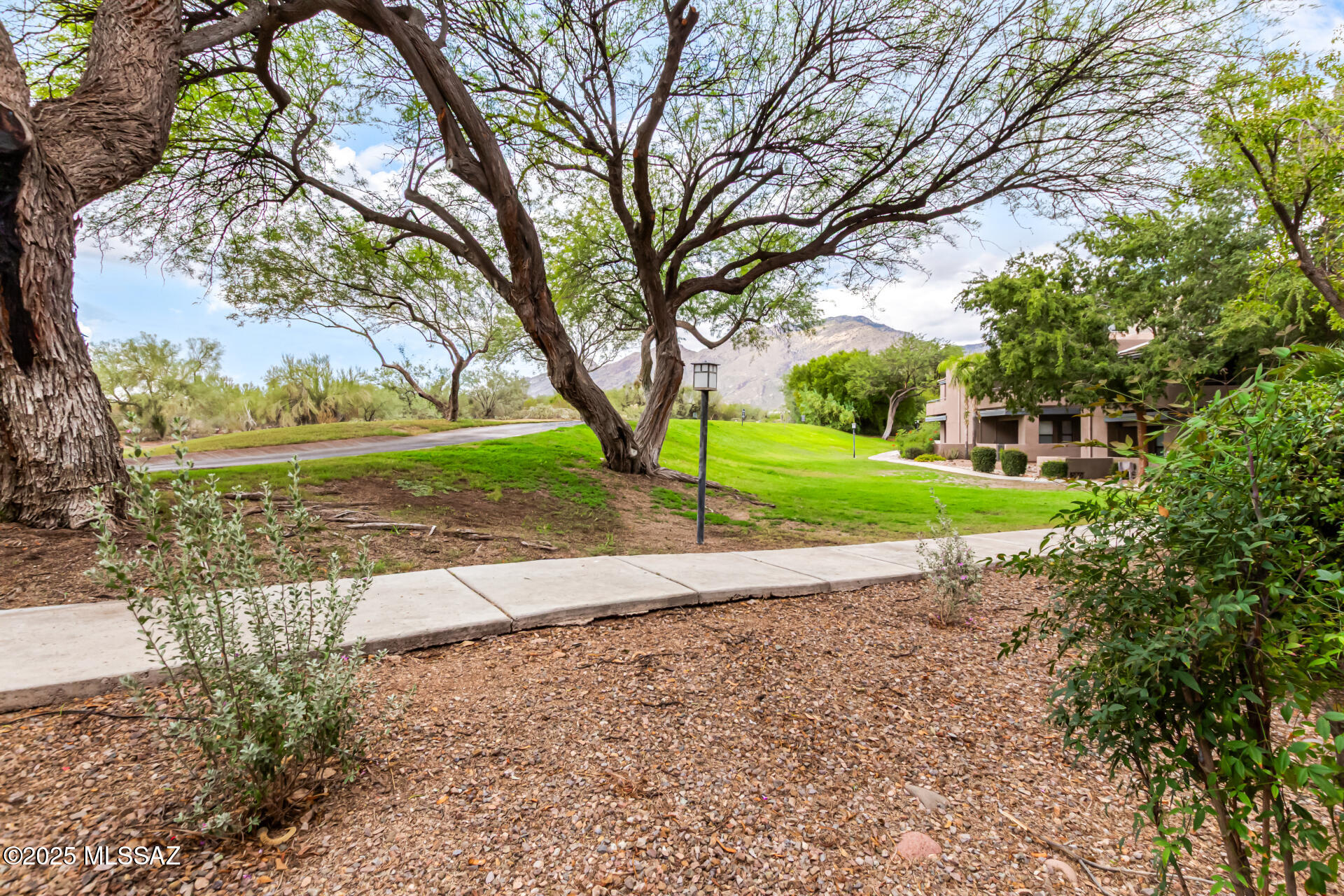 5855 North Kolb Road, Unit 8102 Tucson, AZ 85750 - Photo 21 of 28 a view of a yard with plants and large trees