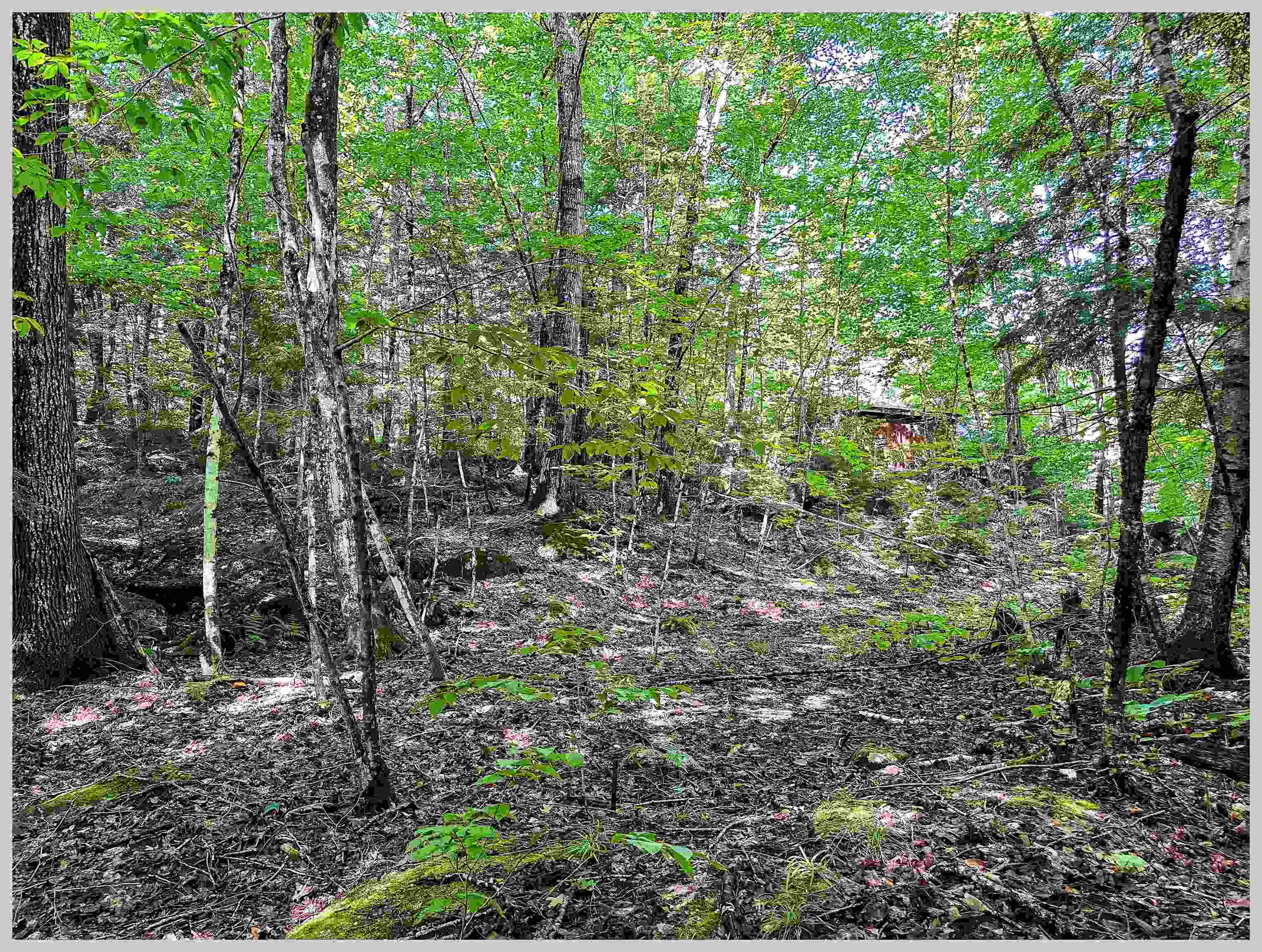 70 Howe Road Holderness, NH 03245 - Photo 5 of 25 Gallery Image 5