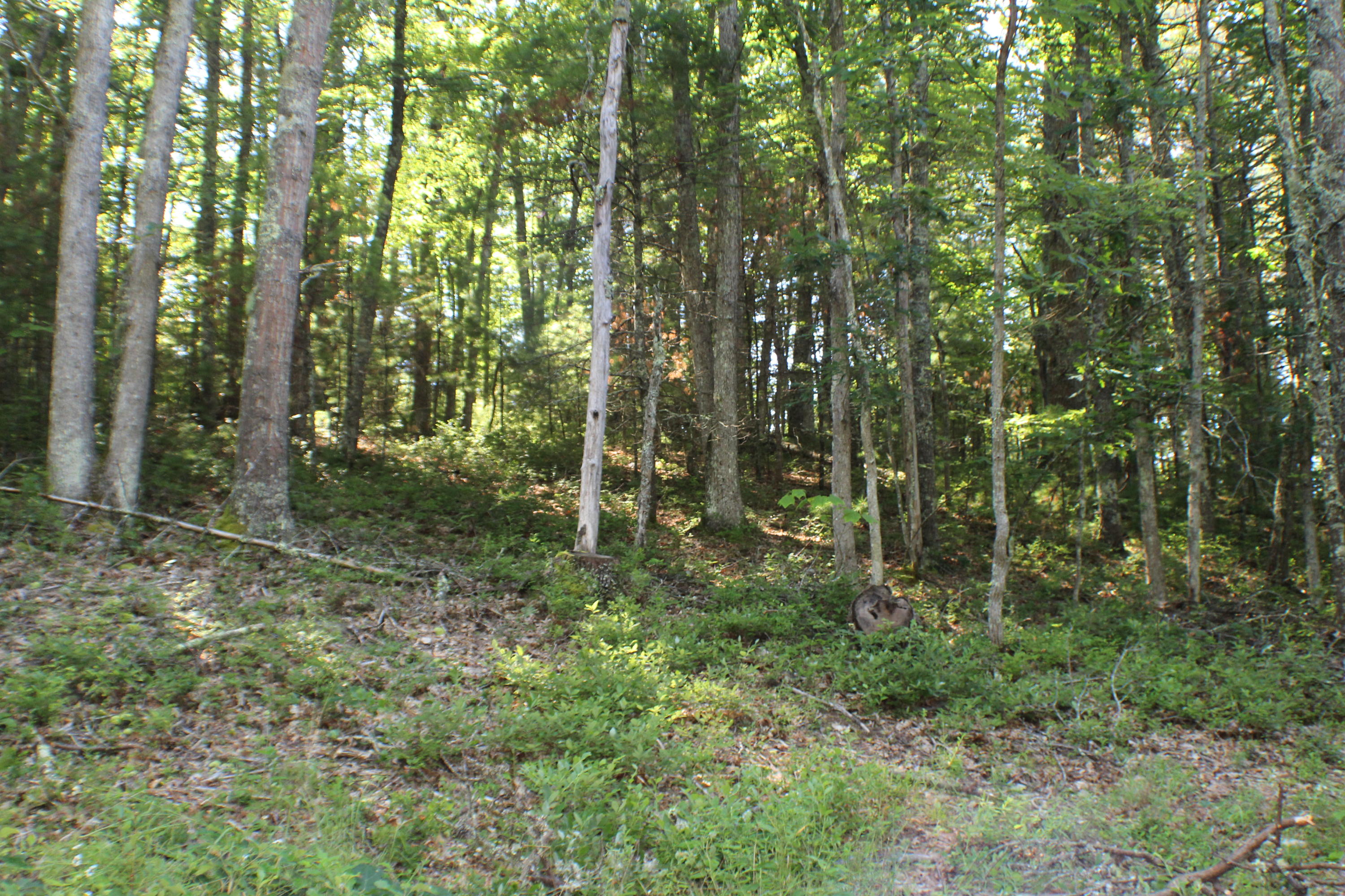 Laurel Run Road Dunmore, WV 24934 - Photo 4 of 8 Gallery Image 4