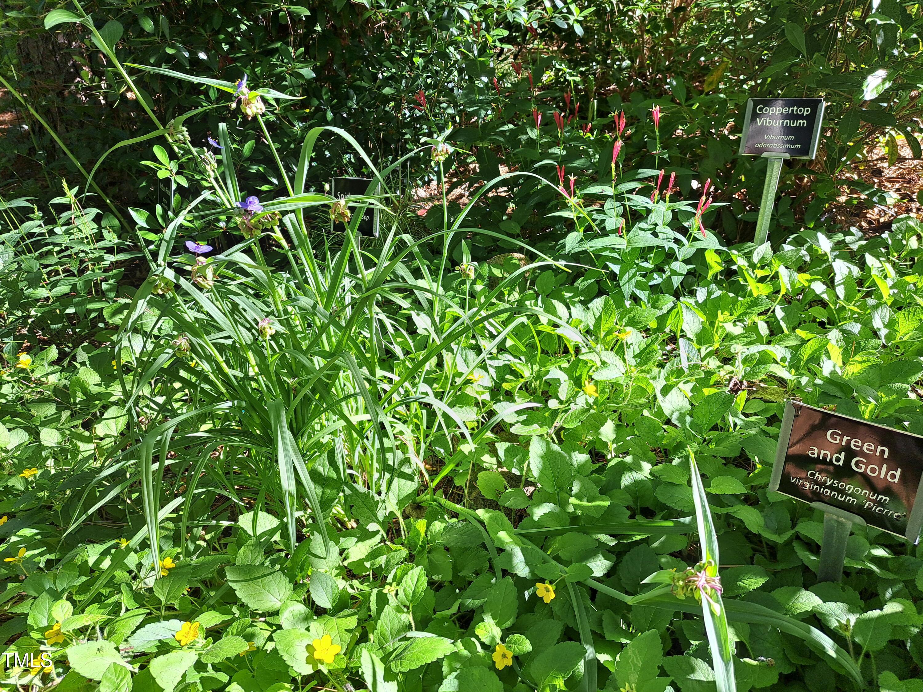 411 Brampton Close Pittsboro, NC 27312 - Photo 67 of 71 a backyard of a house with lots of green space