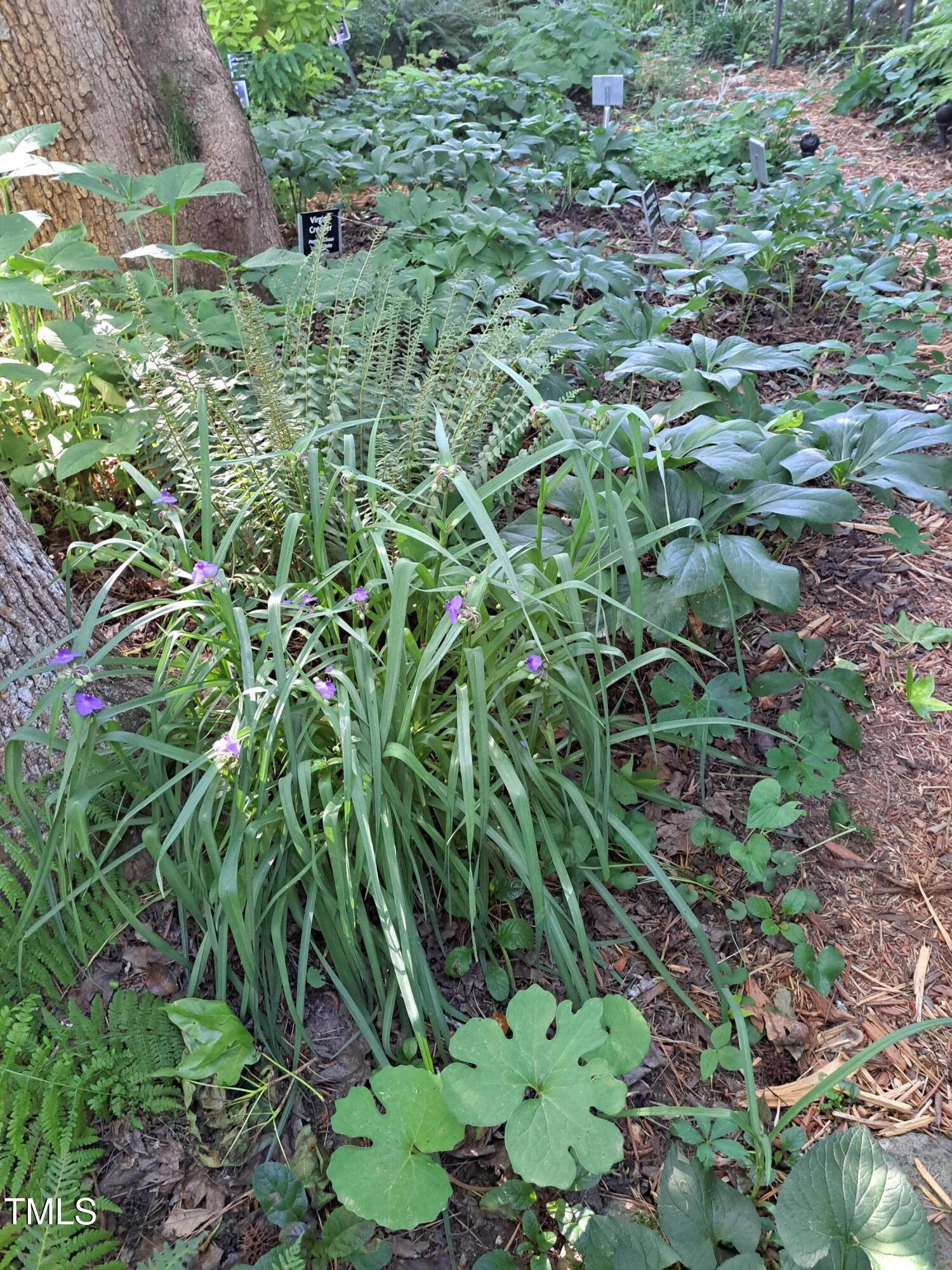 411 Brampton Close Pittsboro, NC 27312 - Photo 69 of 71 Woodland Garden