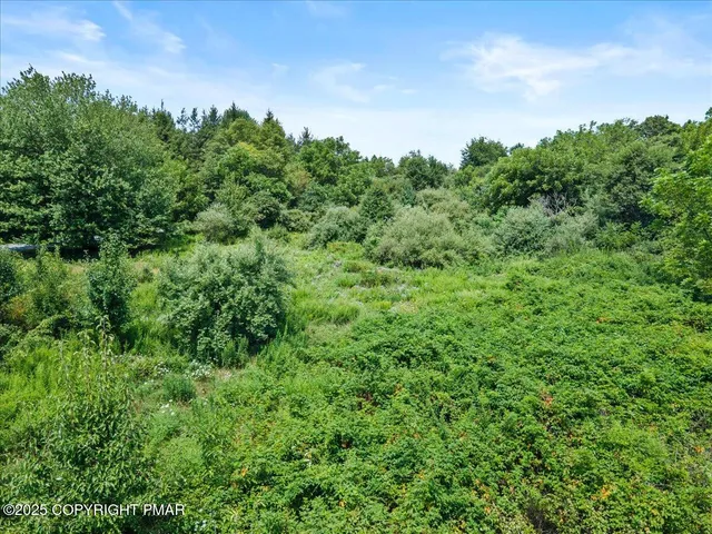 a view of a lush green forest