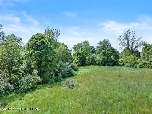 a view of a big yard with plants and large trees