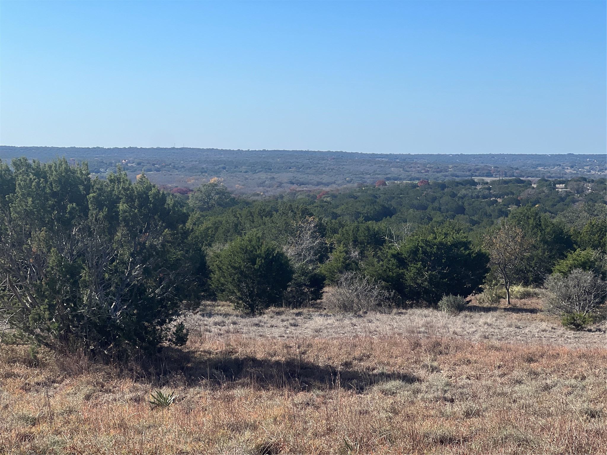 a view of a dry yard with trees