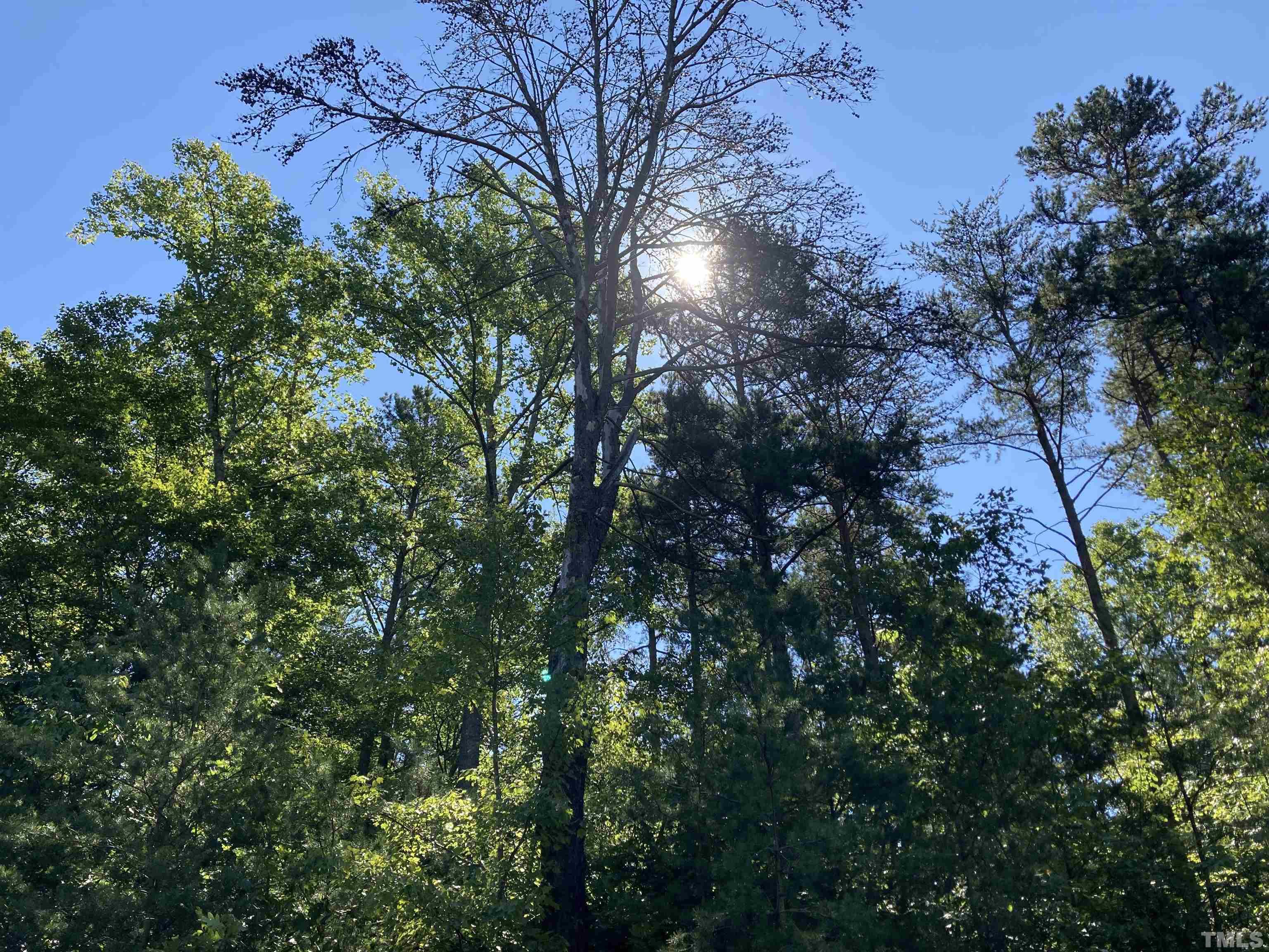 Lot 1 Westridge Road Rougemont, NC 27572 - Photo 5 of 8 a view of a forest with lots of trees