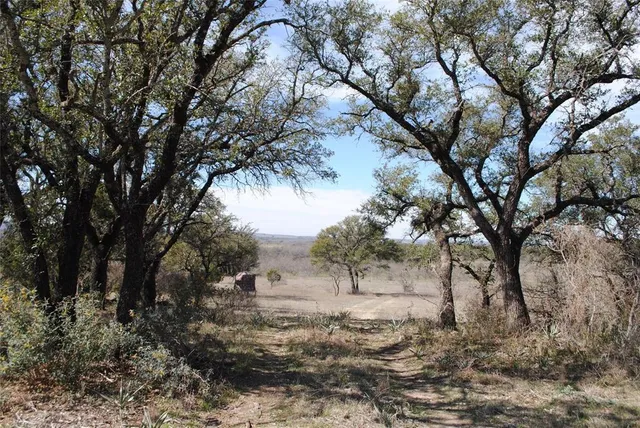 a view of a yard with a tree