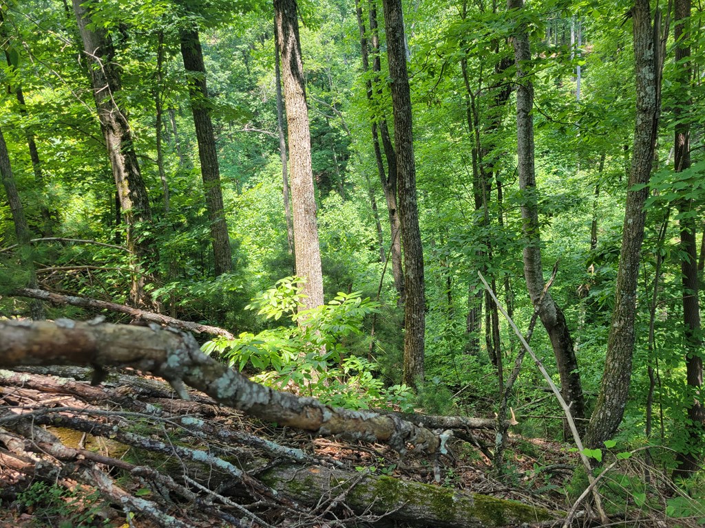 L336 Brushy Top Road Ellijay, GA 30540 - Photo 3 of 15 Gallery Image 3