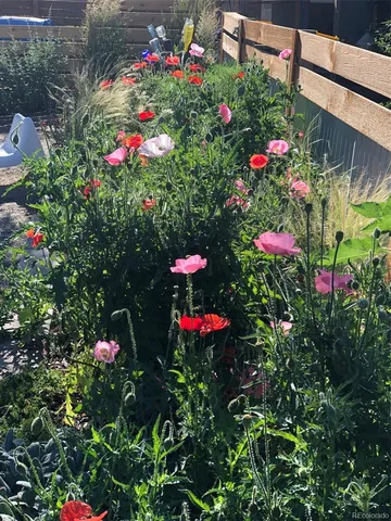 a view of a flower in a garden