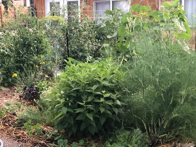 a view of a garden with plants