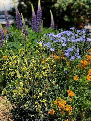 a picture of flowers