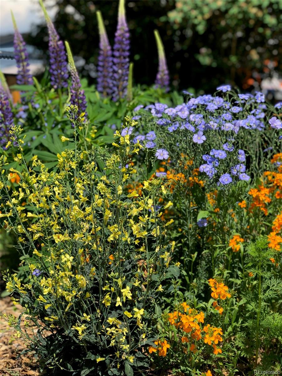 3630 Fillmore Street Denver, CO 80205 - Photo 36 of 50 a picture of flowers