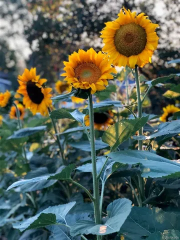 a view of a town with plants and large trees