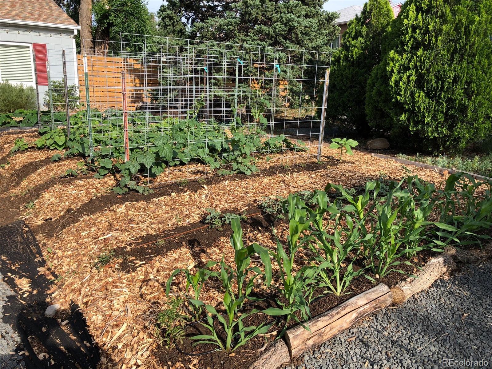 3630 Fillmore Street Denver, CO 80205 - Photo 43 of 50 a view of a garden with a pathway
