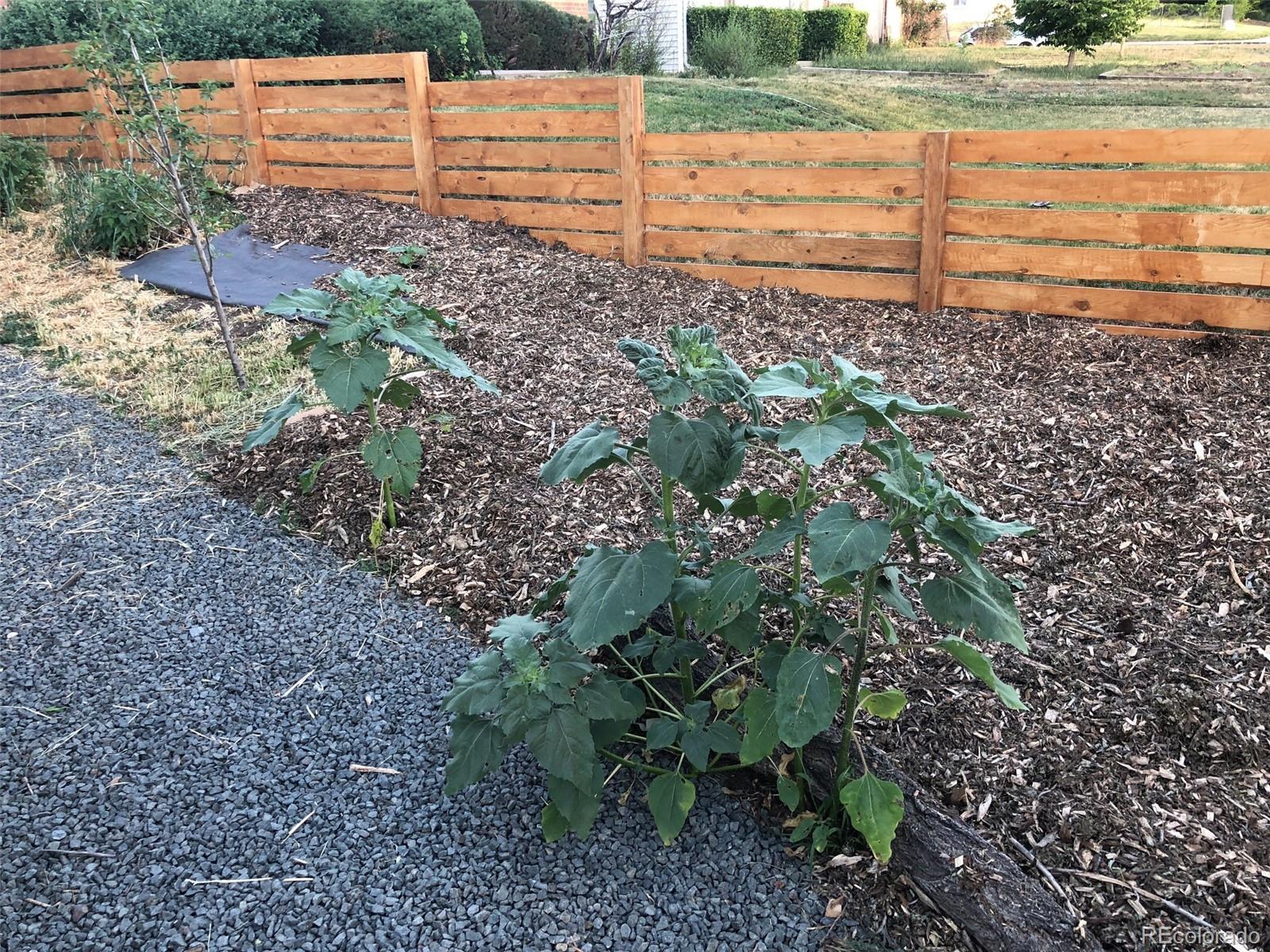 3630 Fillmore Street Denver, CO 80205 - Photo 44 of 50 a view of a garden with an empty space