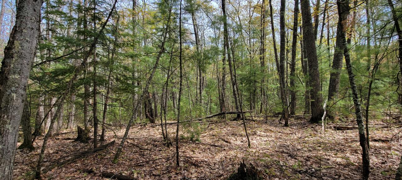 Off Witches Lake Road, Unit LOT 4 Woodruff, WI 54568 - Photo 18 of 39 Gallery Image 18