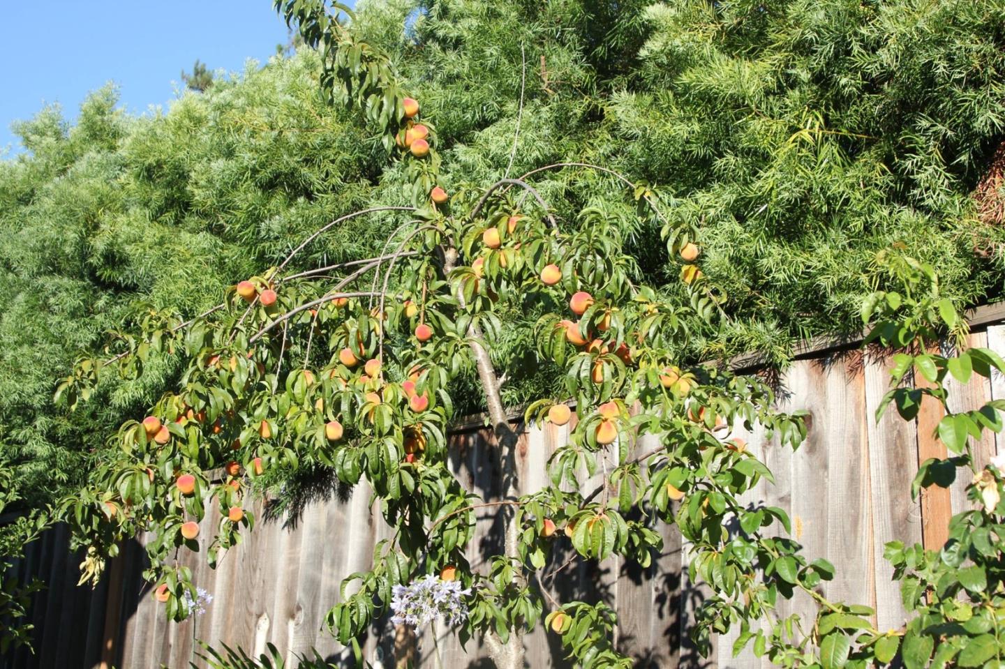 1127 Carnforth Court San Jose, CA 95120 - Photo 53 of 55