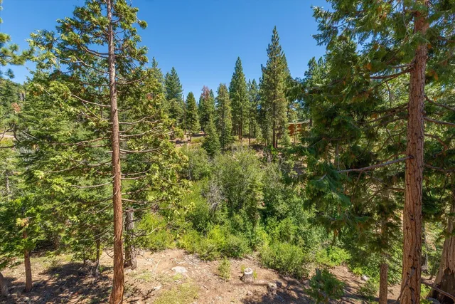 a view of a tree in a yard