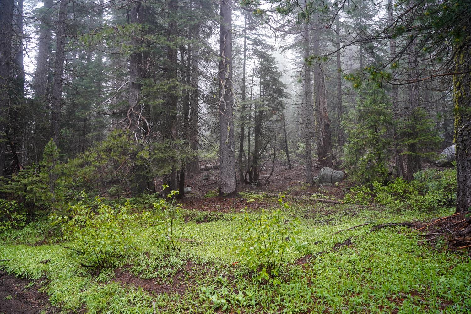 19498 Marsh Mill Road Nevada City, CA 95959 - Photo 15 of 24