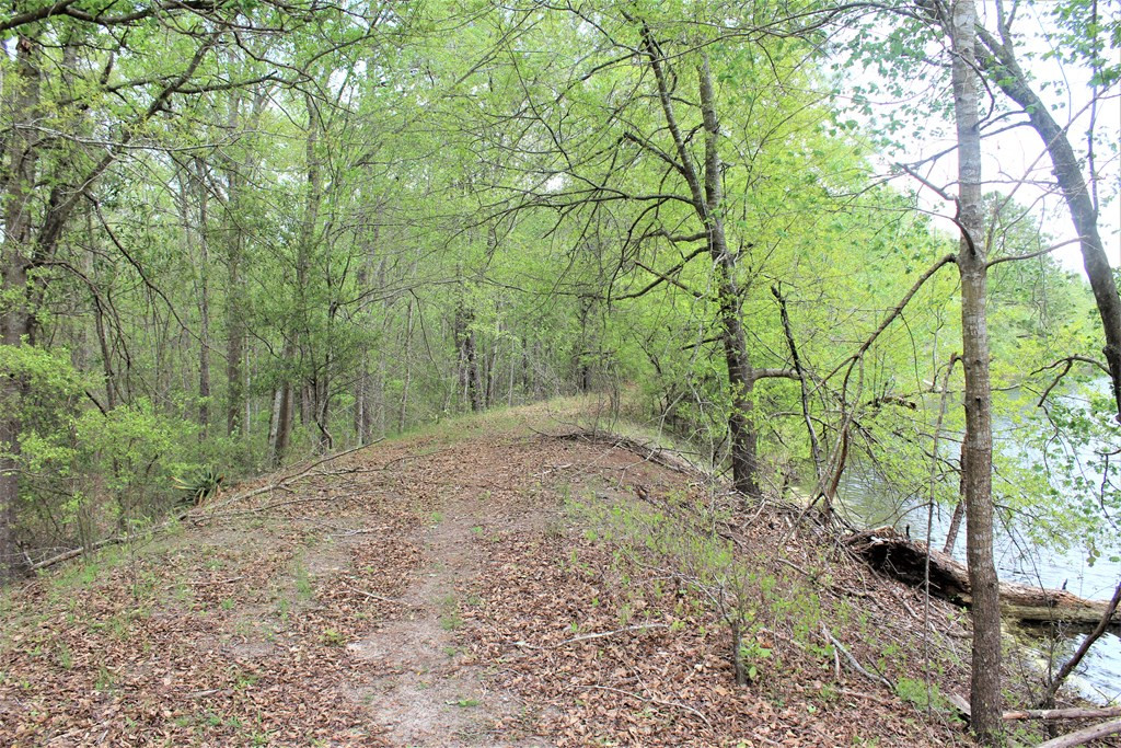 464 Webbs Pond Road Williston, SC 29853 - Photo 9 of 17