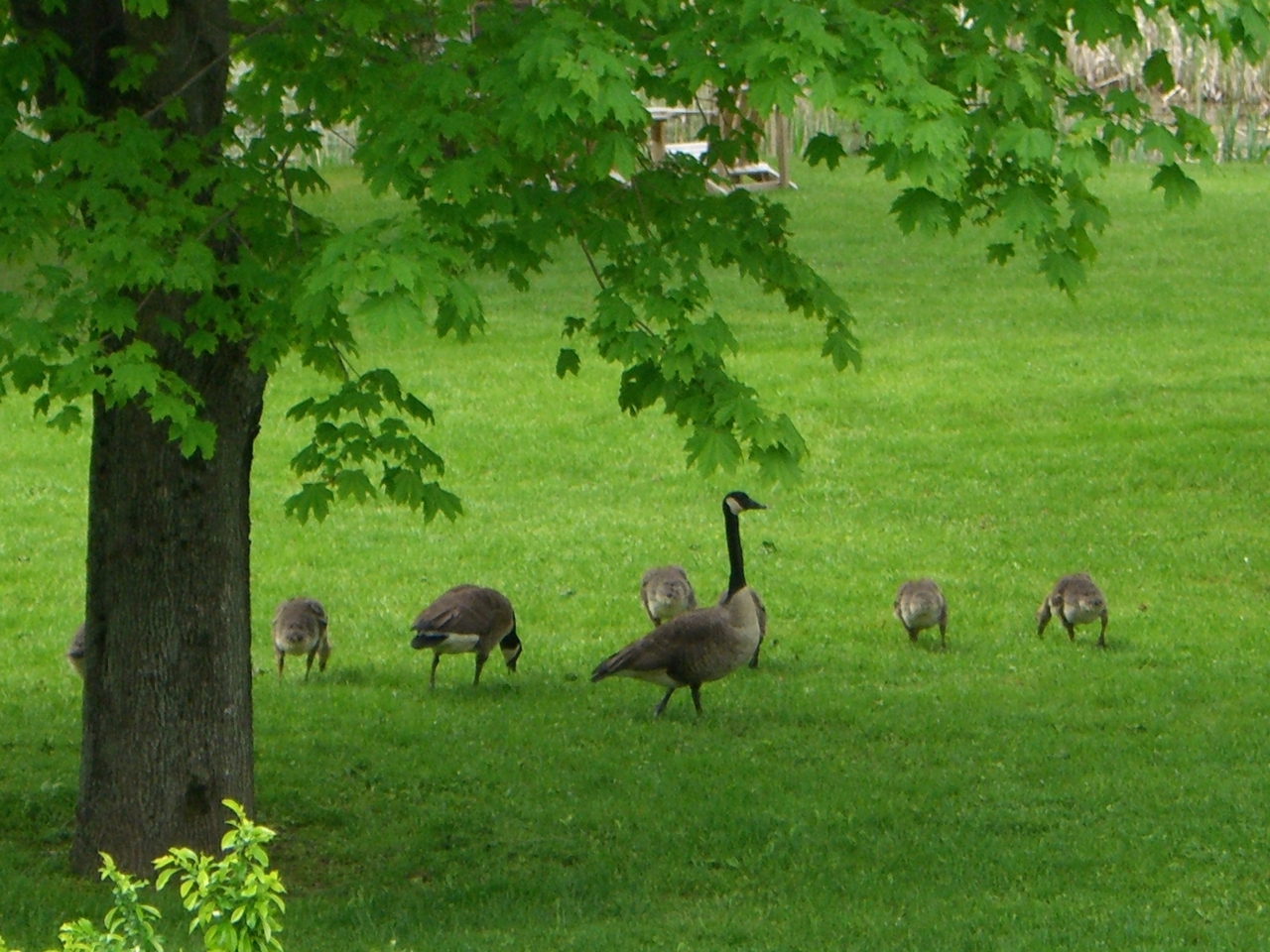 2 Wallace Road, Unit 2W Stockbridge, MA 01262 - Photo 35 of 36 heron pond geese 002