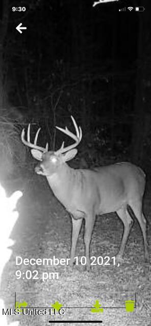147 J C Prestage Road Morton, MS 39117 - Photo 41 of 49 deer5
