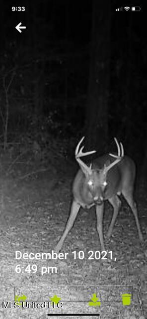 147 J C Prestage Road Morton, MS 39117 - Photo 42 of 49 deer4
