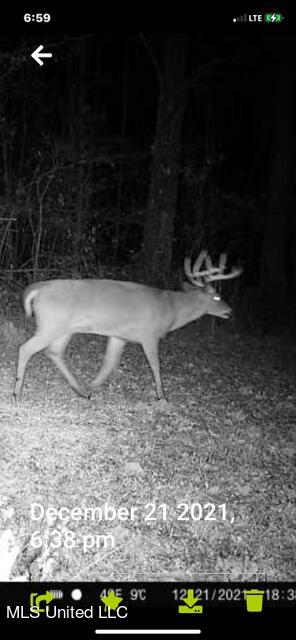 147 J C Prestage Road Morton, MS 39117 - Photo 43 of 49 deer3
