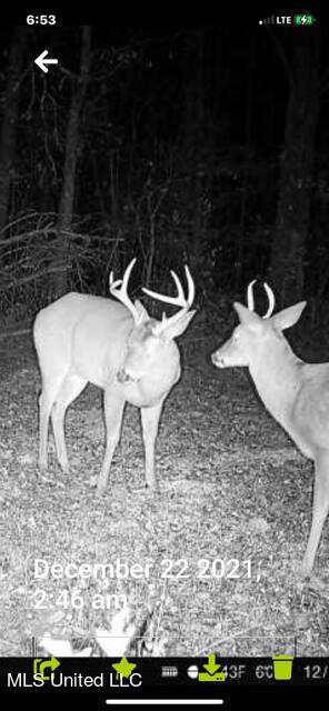 147 J C Prestage Road Morton, MS 39117 - Photo 44 of 49 deer2