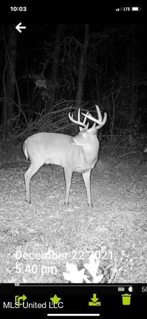 147 J C Prestage Road Morton, MS 39117 - Photo 45 of 49 deer1