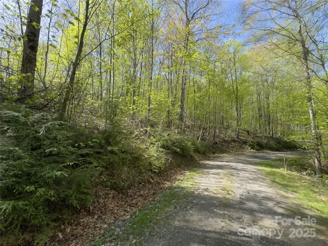 a view of a forest with trees