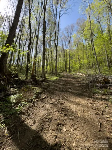 a view of a yard with lots of trees