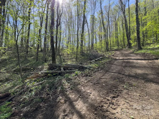 a plant is in the middle of a yard