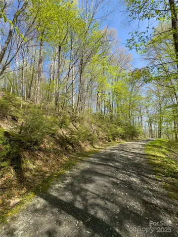 a view of a yard with plants and trees
