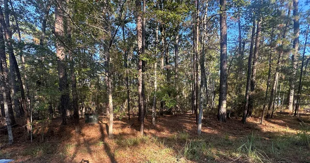 a view of a forest with trees