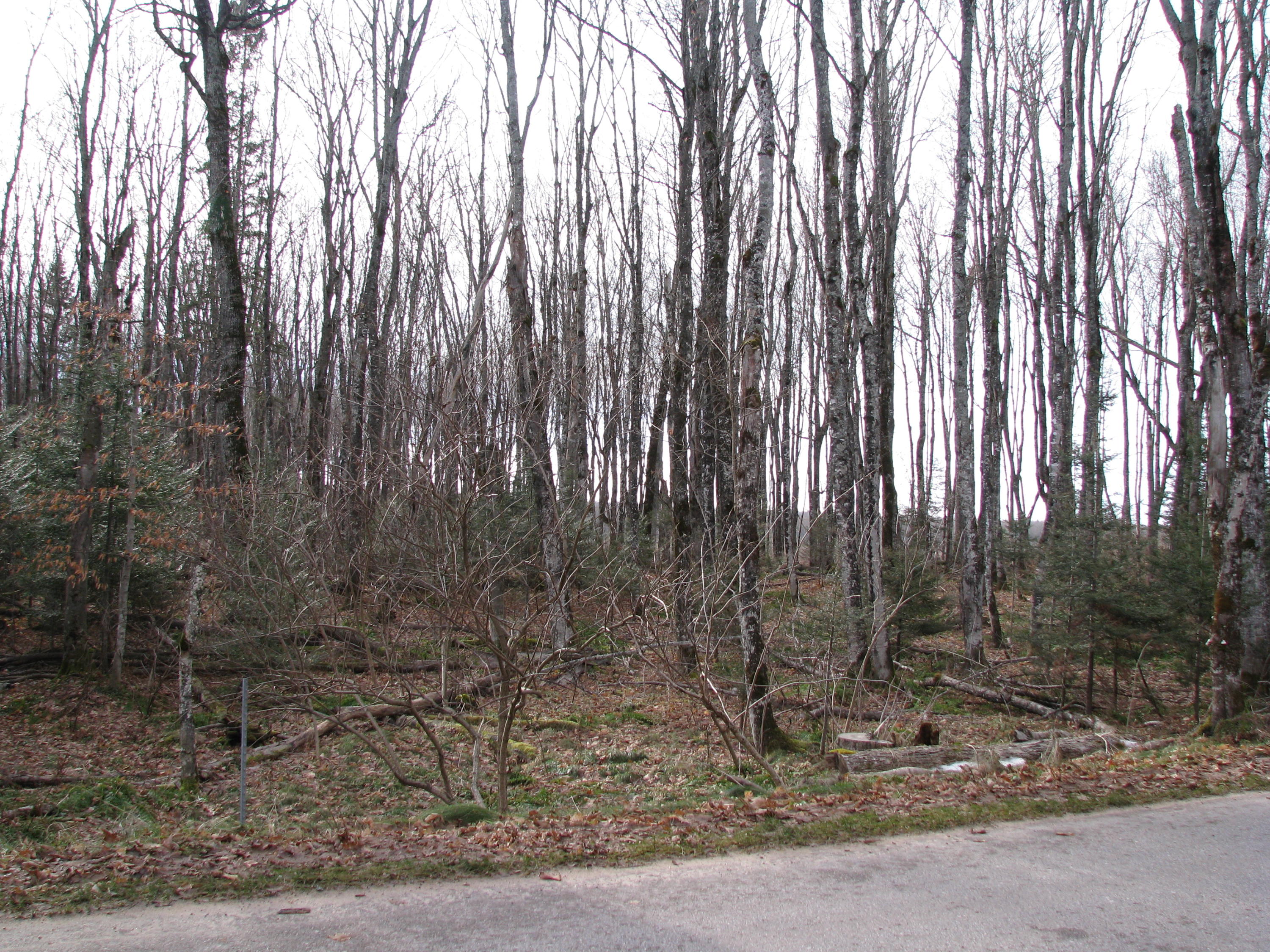Tbd Tbd Co Road Seney, MI 49883 - Photo 2 of 6 Gallery Image 2