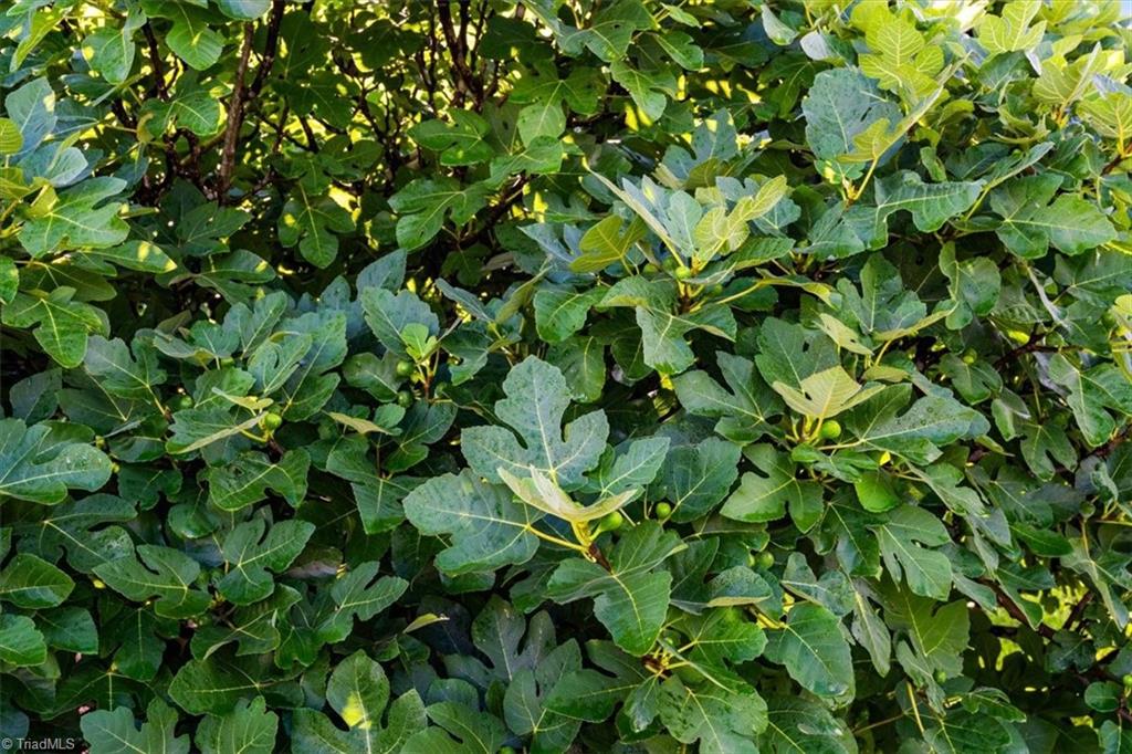 7103 Ludgate Road Gibsonville, NC 27249 - Photo 45 of 49 Fig Bushes-5 types