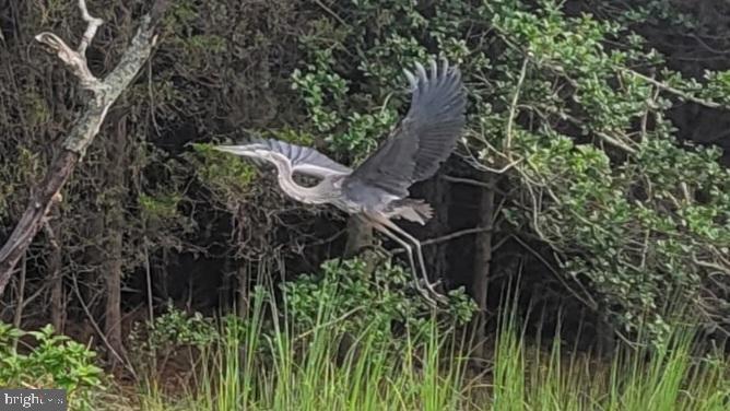 49993 Airedele Road Ridge, MD 20680 - Photo 9 of 34 Heron in flight amidst lush greenery.
