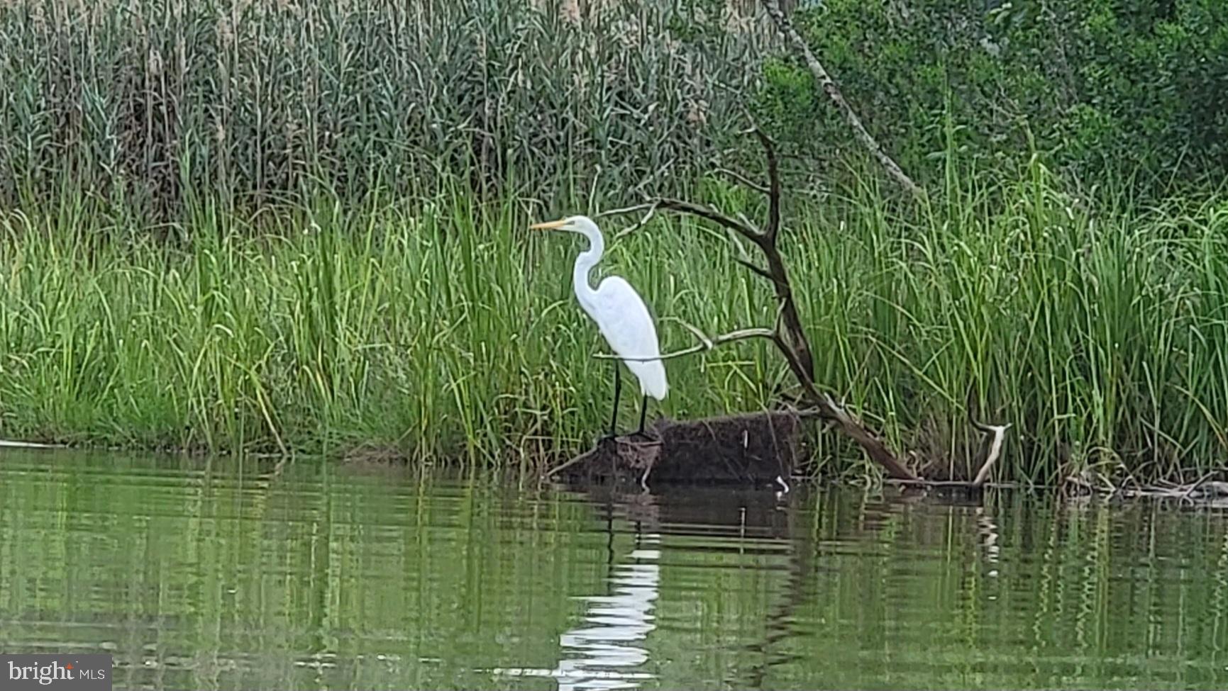 49993 Airedele Road Ridge, MD 20680 - Photo 10 of 34 Elegant heron poised by tranquil waters.
