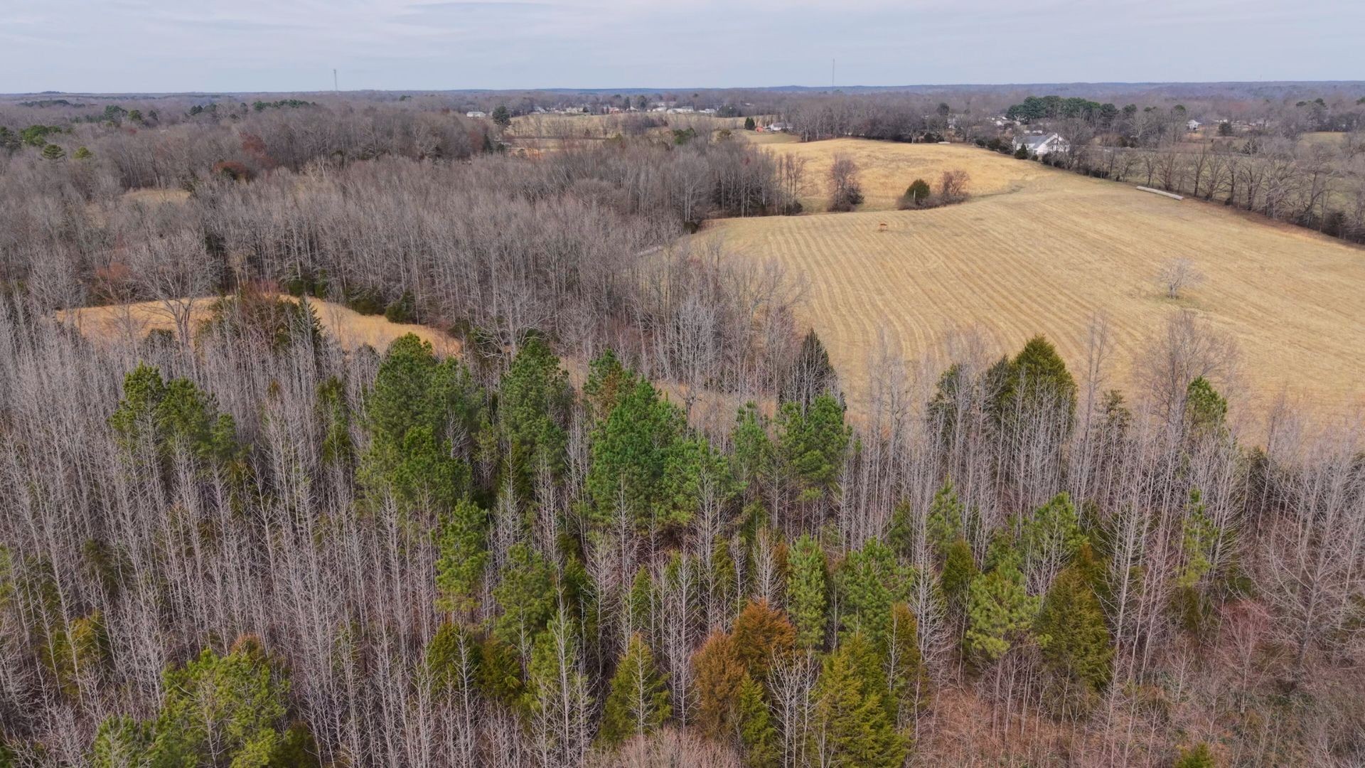 0 Davis Hollow Road Minor Hill, TN 38473 - Photo 7 of 11 a view of a yard with plants
