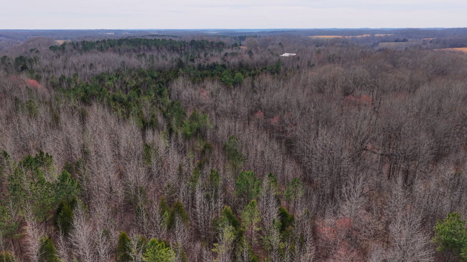 0 Davis Hollow Road Minor Hill, TN 38473 - Photo 8 of 11 a view of a lush green forest with trees and some trees